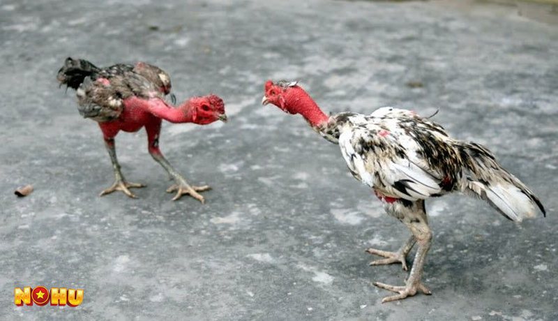 Đá Gà NoHu90 - Cách quan sát trước khi xuống tiền