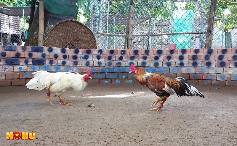 Đá Gà NoHu90 - Khái niệm về đá gà trực tuyến