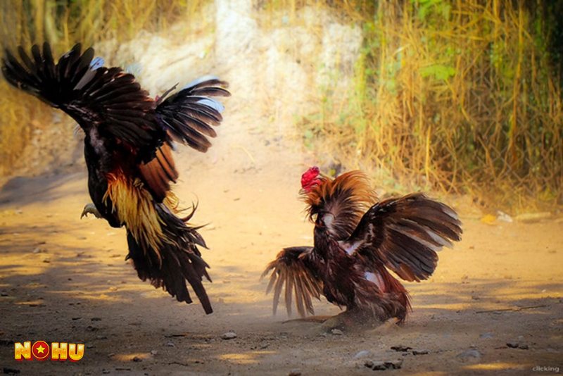Đá Gà NoHu90 - Ai phù hợp với chuyên mục này?